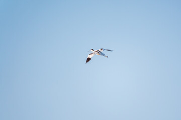 Fototapeta premium Water bird pied avocet, lat. Recurvirostra avosetta, flies over the lake. The pied avocet is a large black and white wader with long, upturned beak
