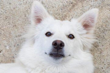 White swiss shepard, white dog
