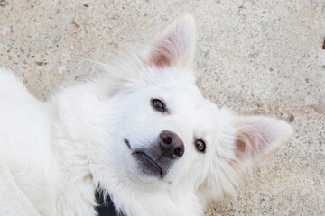 White swiss shepard, white dog