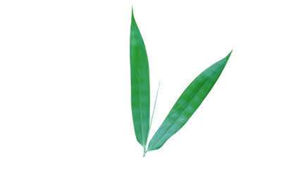 Two bamboo leaves isolated on white background for design or art illustration with clipping path.