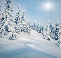 Untouched winter landscape. Incredible outdoor scene of mountain valley. Fir trees covered by fresh snow in Carpathian mountains. Unbelievable winter view of fit forest, Ukraine, Europe.