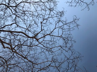 branches against blue sky
