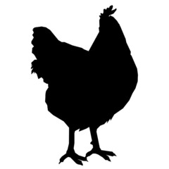 chicken bird animals feathers 