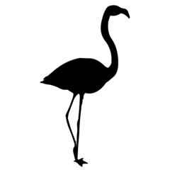 Fototapeta premium swan bird animals flamingo 