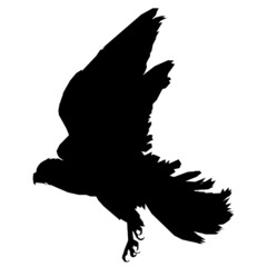 bird fly animals 