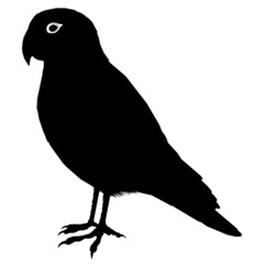 bird fly animals 