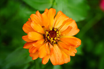 bee on orange flower