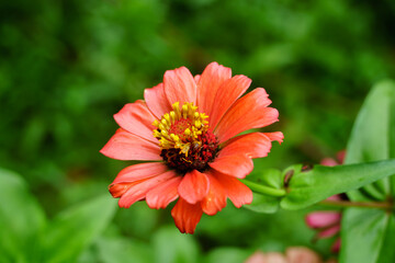 orange flower in the garden