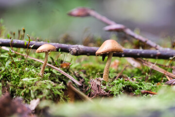 forest nature in autumn 