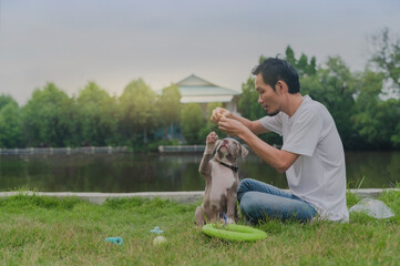 Super dad playing with funny puppy dog Amrican bully