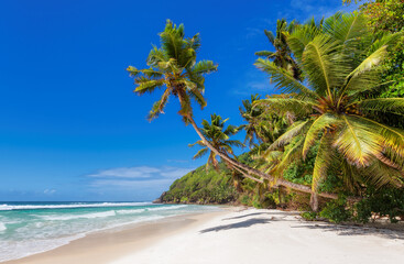 Paradise beach with coco palms and tropical sea in Caribbean island. Fashion travel and tropical beach concept.	
