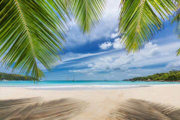 Palm tree on tropical Sunny beach in paradise Anse Lazio beach, Praslin island, Seychelles.