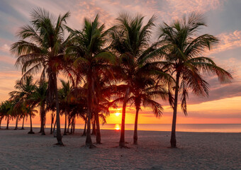 Fototapeta na wymiar Beach with palm trees at sunrise in beautiful tropical Miami Beach, Florida