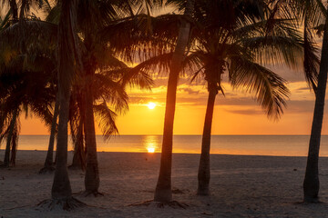 Palm trees at sunrise in beautiful tropical beach in Miami Beach, Florida