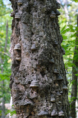 forest nature in autumn 