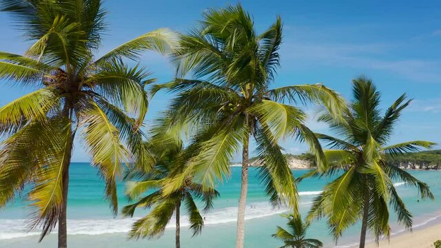 Sunny summer day on a tropical Macau beach in the Dominican Republic. Green tops of palm trees against the background of bright blue sea waves and blue sky. Beautiful nature of tropical paradise penin