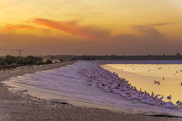 Sunset view Pelicans in Mishmar Hasharon Reservoir