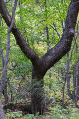 forest nature in autumn 