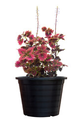 Coleus Forskohlii, Painted Nettle or Plectranthus scutellarioides with flower growing in black plastic pot isolated on white background included clipping path.