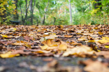 forest nature in autumn 