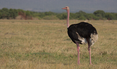 single male ostrich standing alert in the wild savannah of the masai mara, kenya
