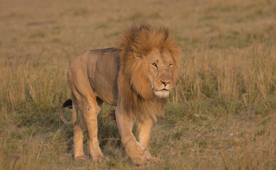 Fototapeta na wymiar male lion walking in the wild savannah of masai mara, kenya