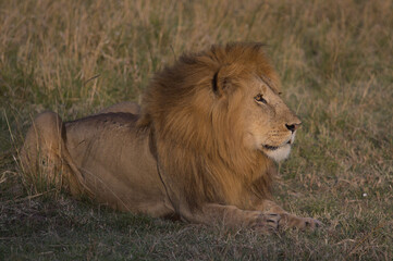 male lion on ground searching for prey in the wild savannah of the masai mara, kenya