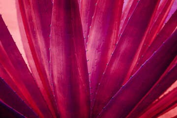 closeup agave cactus textures, abstract natural purple background.