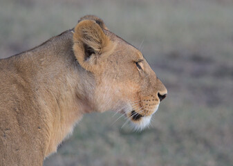 close-up and side portrait of lioness in the wild searching the landscape for prey in the wild masai mara kenya