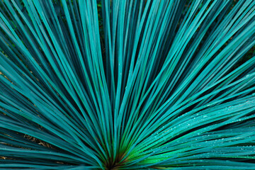 closeup nature view of green leaves background, dark nature concept