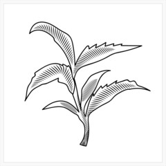 Tea tree branch.Image in the style of engraving.Pattern.