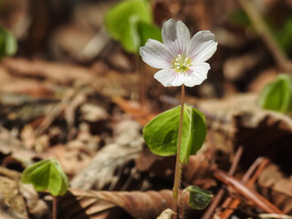 Forest nature life and flowers
