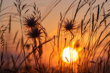 Sun on sunrise and silhouette of flowers