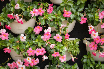 Beautiful pink flowers in the pot outdoors after the rain