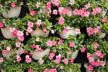 Beautiful pink flowers in the pot outdoors after the rain