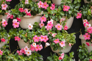 Beautiful pink flowers in the pot outdoors after the rain