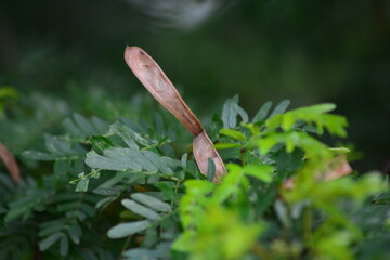 Calliandra surinamensis is a low branching evergreen tropical shrub that is named after Suriname, a country in northern South America.