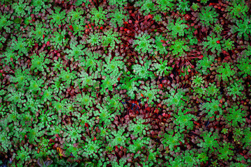 closeup nature view of colorful leaves background, dark nature concept