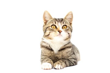 Tabby cat lies on white background