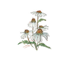 Chamomile by hand drawing. sketching isolated on white background Antique vintage engraving illustration.