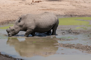 A de-horned white rhinoceros - Ceratotherium simum - standing in a muddy waterhole.  His reflection is visible in the mud. Location: Kruger National Park, South Africa