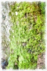 moss on tree watercolor style illustration impressionist painting.