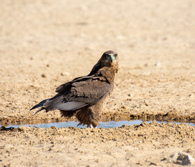 Immature Bateleur Eagle