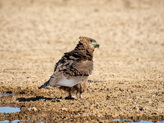 Immature Bateleur Eagle
