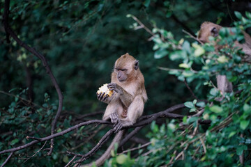 Cute little monkey sits on the tree.