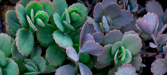closeup agave cactus textures, abstract natural green background.