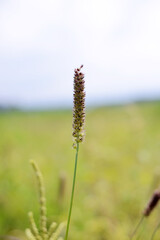 flowers in the field