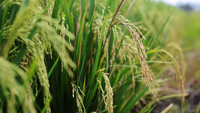 rice plant approaching harvest