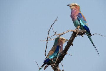A pair of lilac-breasted rollers -Coracias caudatus - sitting on a brown twig, in the Kruger National Park, South Africa