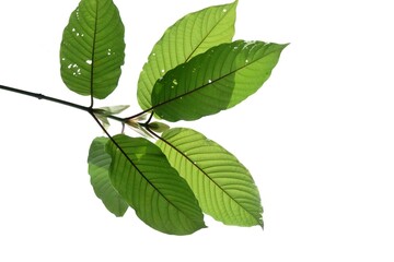 A branch of Kratom leaves with sunlight on white isolated background for green foliage backdrop 